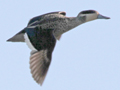 Blue-billed Teal